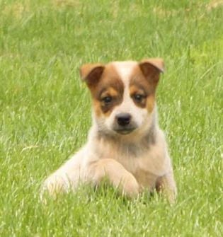 Roxie