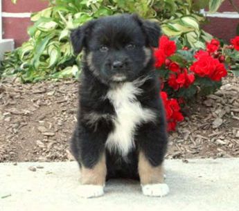 Roxie