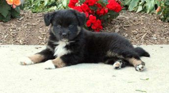 Roxie