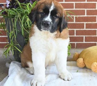 Ruger