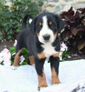 Ruger