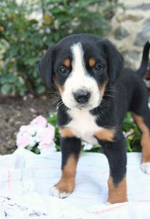 Ruger