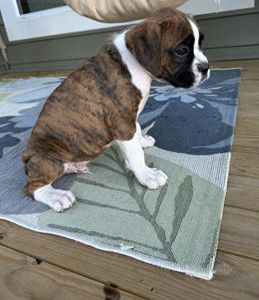 Samson