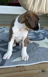 Samson
