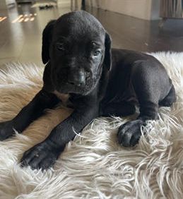 Sarge