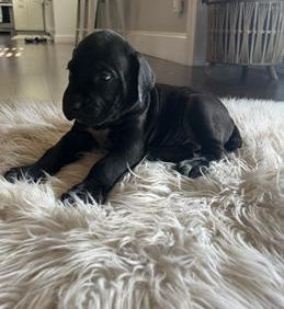Sarge