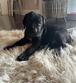 Sarge