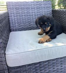 Sarge