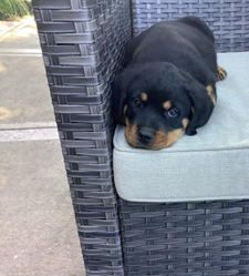 Sarge