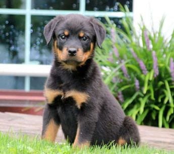 Sarge