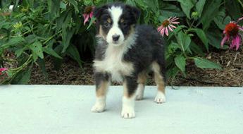 Sawyer