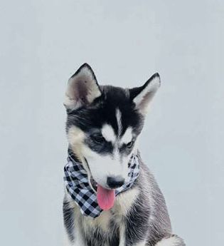 Sawyer