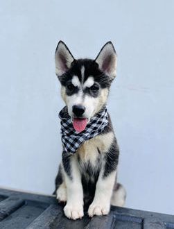 Sawyer