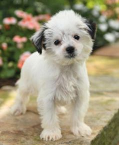 Scout