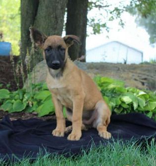 Stella