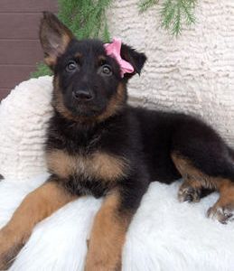 Stella