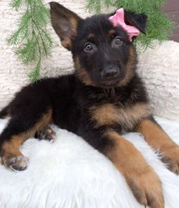 Stella