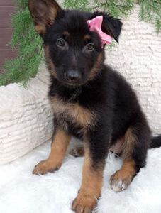 Stella