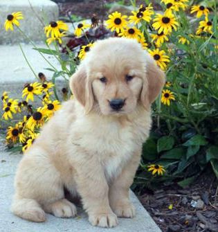 Sweetie