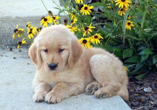 Sweetie