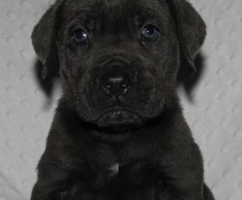 TYSON