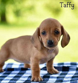 Taffy – Mini