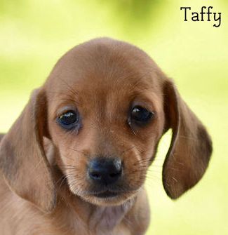 Taffy – Mini