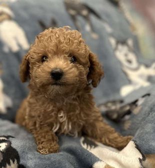 Teddy