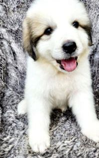 Teddy