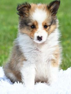 Theodore