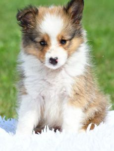Theodore