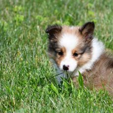 Theodore