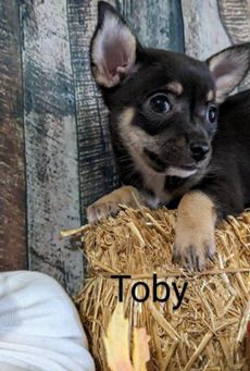 Toby