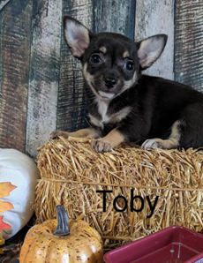 Toby