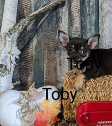 Toby