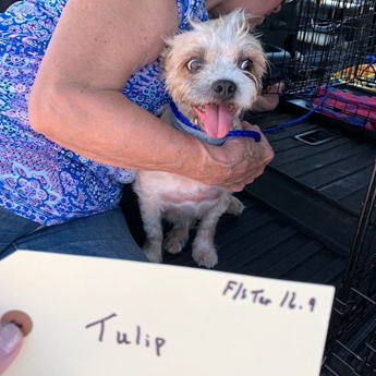 Tulip - Puppy Area