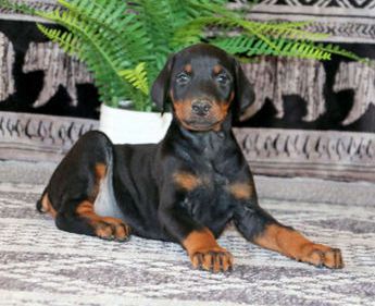 Arnie