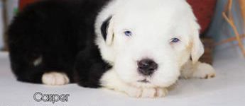 Casper