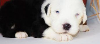 Casper