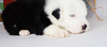 Casper