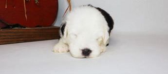 Casper
