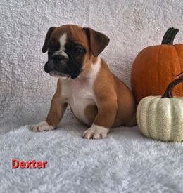 Dexter