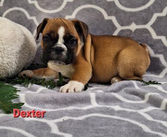 Dexter