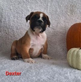 Dexter