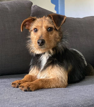 Forrest Gump - Puppy Area