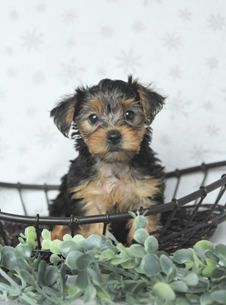 Hazel