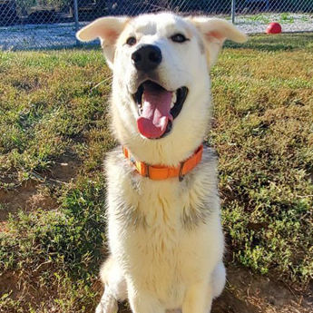 Husky-name to come soon!