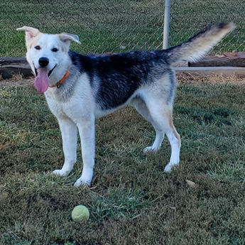 Husky-name to come soon!