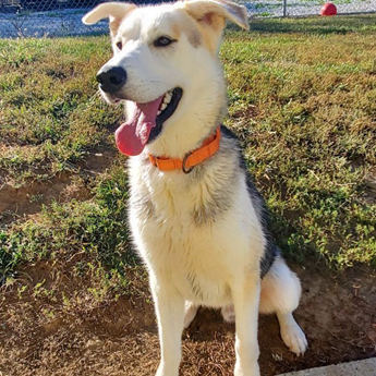 Husky-name to come soon!