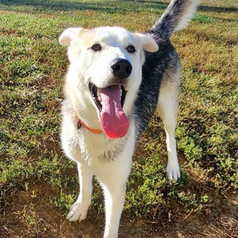Husky-name to come soon!